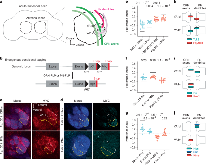  Repulsions instruct synaptic partner matching in an olfactory circuit