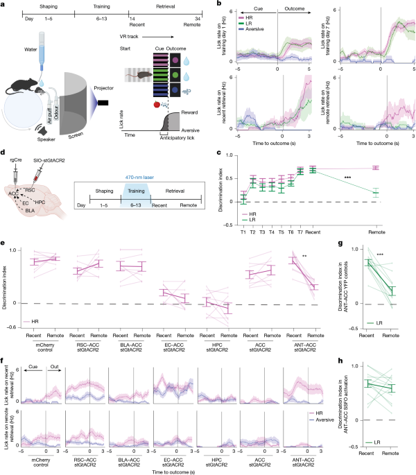  Thalamocortical transcriptional gates coordinate memory stabilization