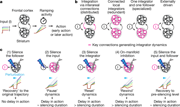  Integrator dynamics in the cortico-basal ganglia loop for flexible motor timing
