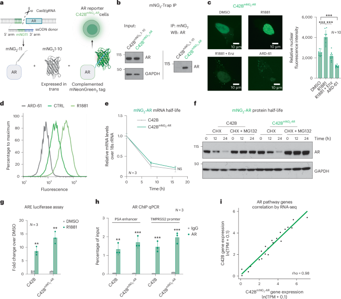  Genome-scale CRISPR screens identify PTGES3 as a direct modulator of androgen receptor function in advanced prostate cancer