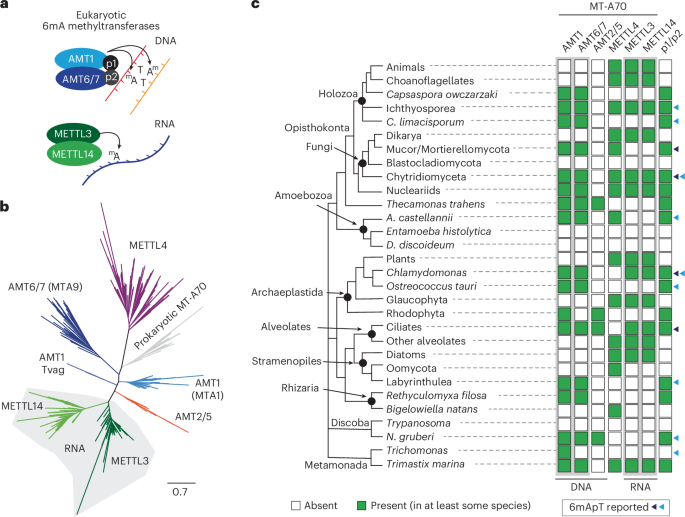  Adenine DNA methylation associated with transcriptionally permissive chromatin is widespread across eukaryotes