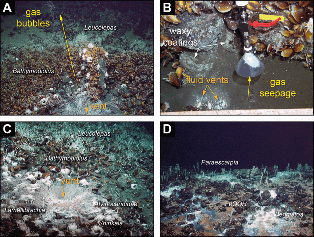 Representative ROV images of the Karambusel vent field. (A) Focused fluid and gas discharge (between samples 026_ROV-07 and -08). (B) Juxtaposition of a 41.9 °C warm fluid vent (no gas) and a cooler fluid vent with gas bubbles (10.2 °C) (081_ROV-13); Note the absence of fauna in direct vicinity of the vents. (C) Shimmering warm fluids (51 °C) discharging from a focused vent site. Note the abundant tube worms, shrimps and crabs close to the vent, Bathymodiolus mussels in proximal and stalked barnacles in distal position to the site (157_ROV-10). (D) Patches of white microbial (Beggiatoa gen. inc.) mats and dispersed tube worms Paraescarpia echinospica sp. inc. within volcanic rocks stained with iron oxyhydroxide minerals (081_ROV-19).