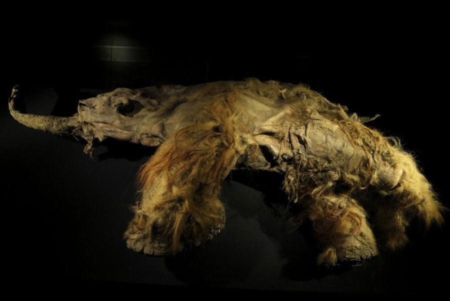  Scientists extract viable RNA from woolly mammoth remains