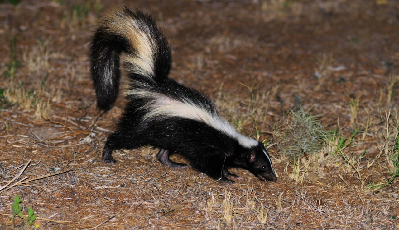 Rabid skunk found in West Windsor Township, local officials say