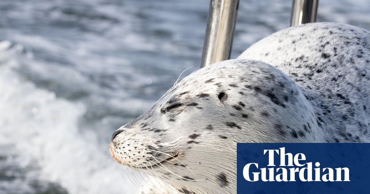  The great escape: seal flees killer whales by jumping on to photographer’s boat | Wildlife
