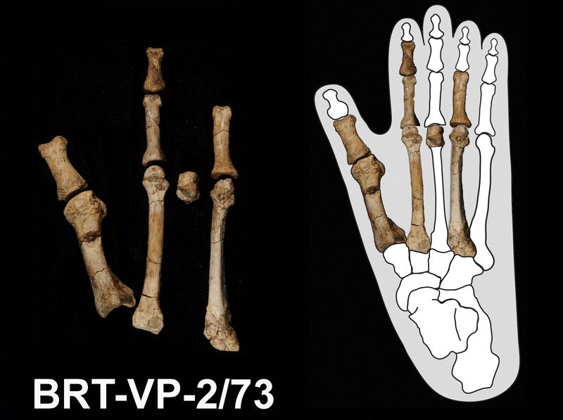  Scientists solve the mystery of the prehistoric ‘Burtele Foot’