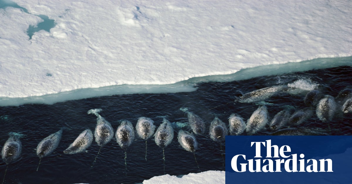  ‘The narwhals stop calling’: how the noise from ships is silencing wildlife in the Arctic | Whales