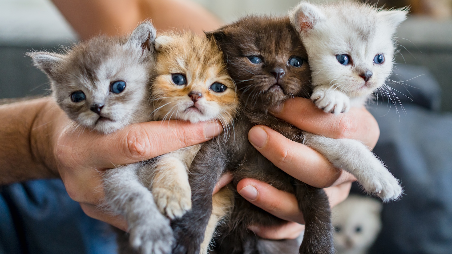 a person holds up a litter of kittens in different colors
