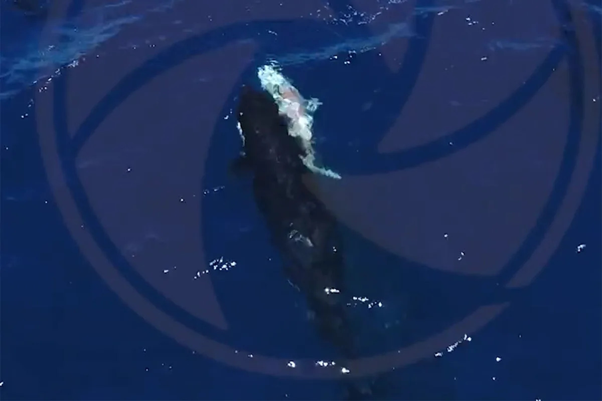  Orcas Filmed Hunting Great White Sharks and Eating Their Livers with Each Other in Amazing Footage