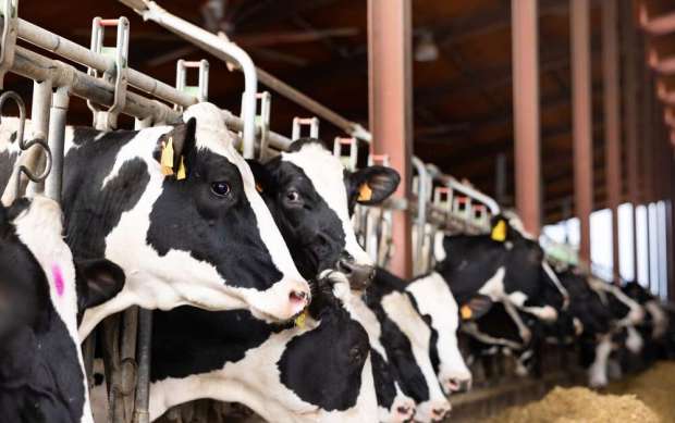 Fast-growing outbreaks of avian flu have occasionally upended California’s dairy...