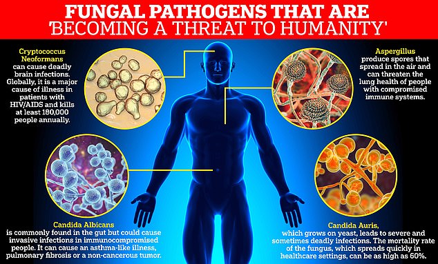 Candida albicans, the yeast that causes ABS, is now a WHO "priority pathogen" because of its drug resistance. Though normally harmless in the gut, it becomes dangerous in immunocompromised individuals