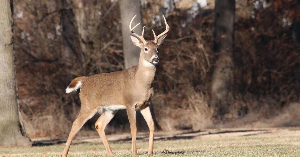 Richland County deer farm quarantined after CWD case – Channel 3000