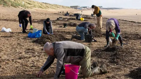 Getty Images A sandy beach with about six people, mostly on their hands and knees, clearing up small plastic pellets