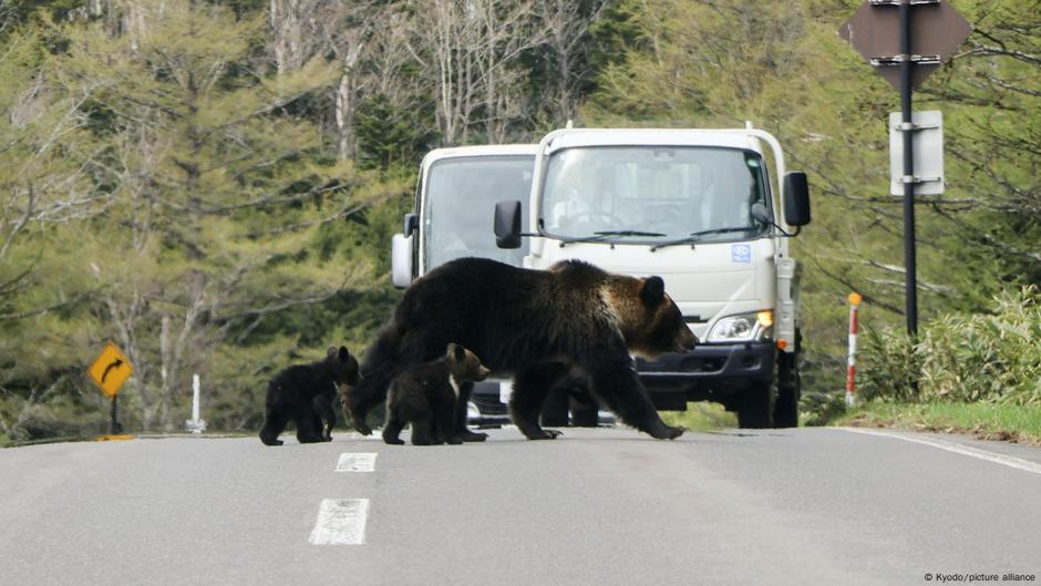  Japan deploys soldiers to deal with bear attacks – DW – 11/05/2025
