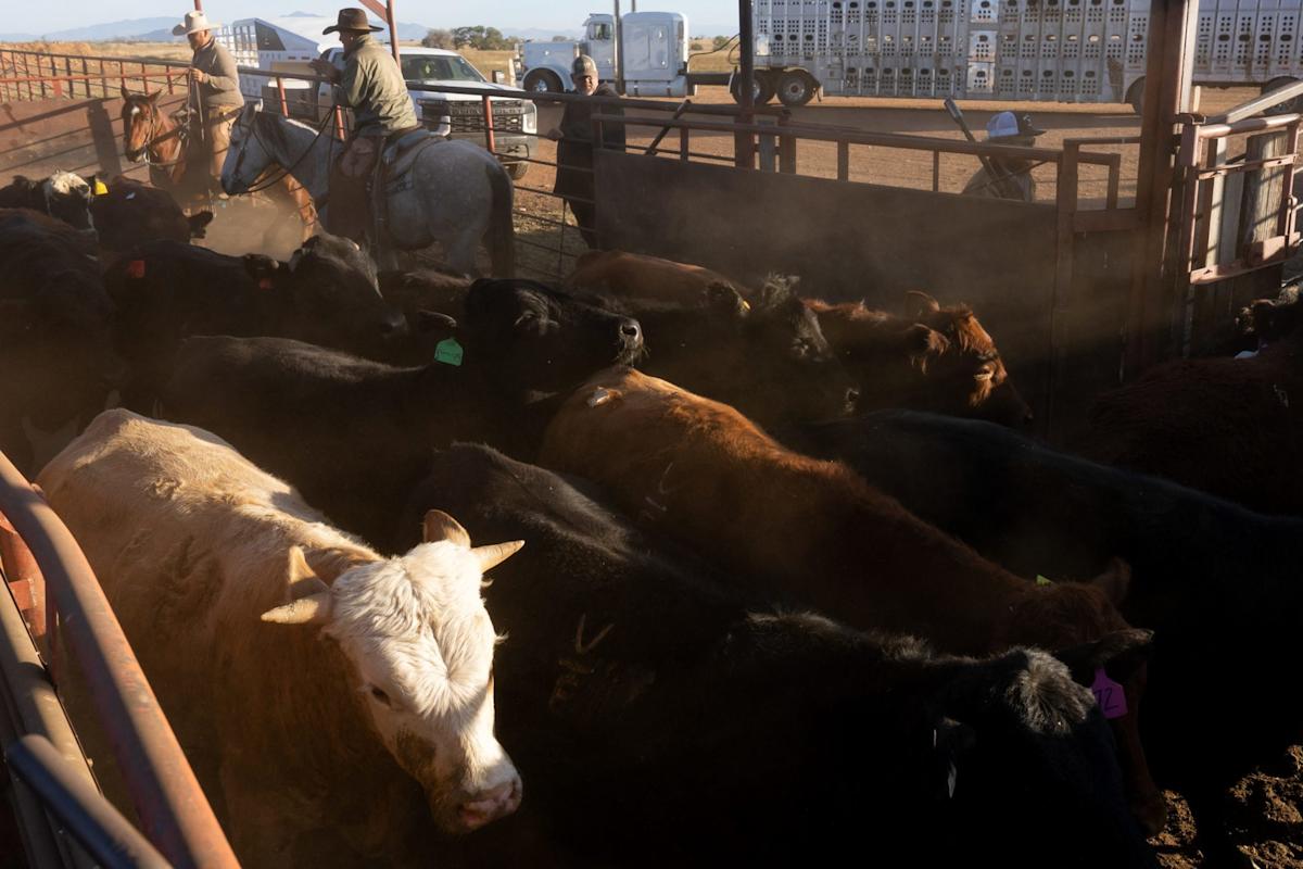  If you think beef is expensive now, just wait until next year when prices could soar nearly 60%