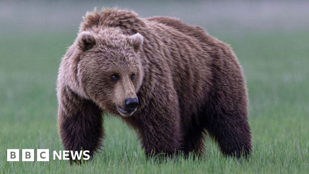  Grizzly bear on loose after attacking school group in Canada, injuring 11