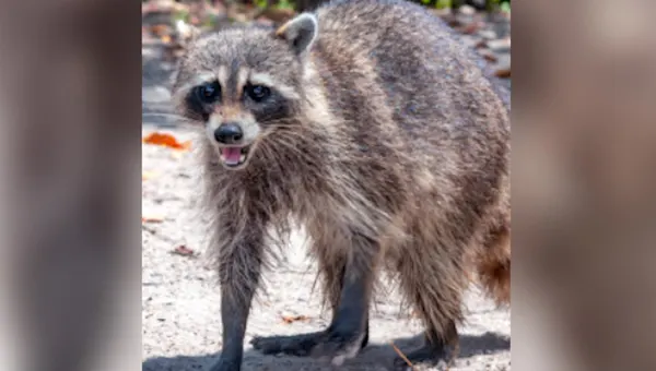  Suffolk County reports its 15th rabies case this year; officials urge pet owners to stay vigilant