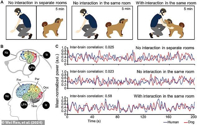 Dogs with autistic traits show lower levels of 'neural coupling', meaning that their brain activity doesn't synchronise with humans as much as other dogs (illustrated)