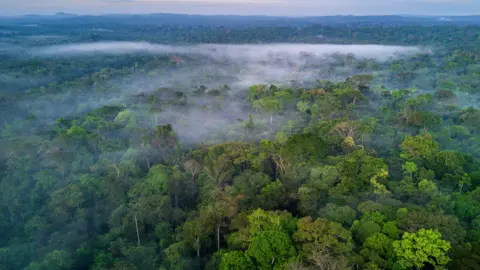 Getty Images An amazon landscape at morning or dusk. Low cloud hangs over thousands of treetops which advance into the purple sky and mountains in the far distance.