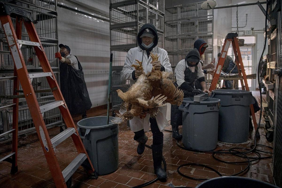  Positive case of human bird flu infection reported in Washington state
