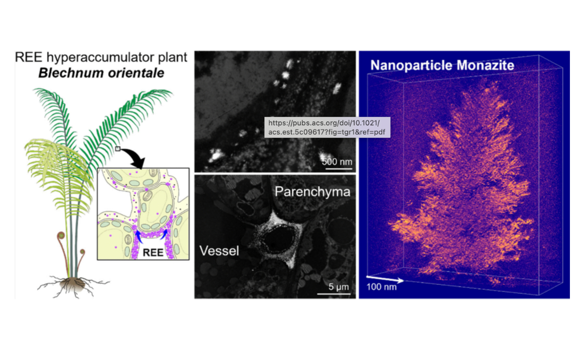  Chinese scientists discover rare-earth biomineralization in ferns, boosting prospects for sustainable supply