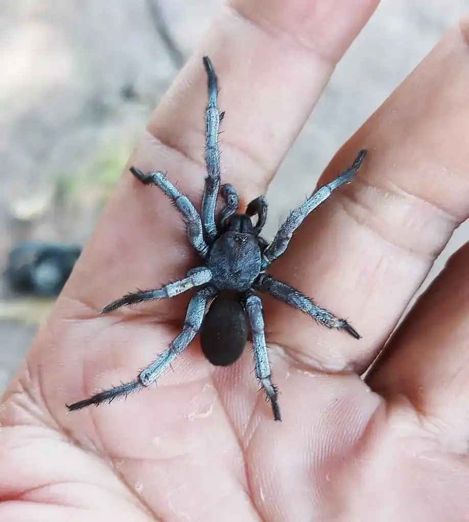 Image of male Damarchus inazuma spider with grey and black coloration