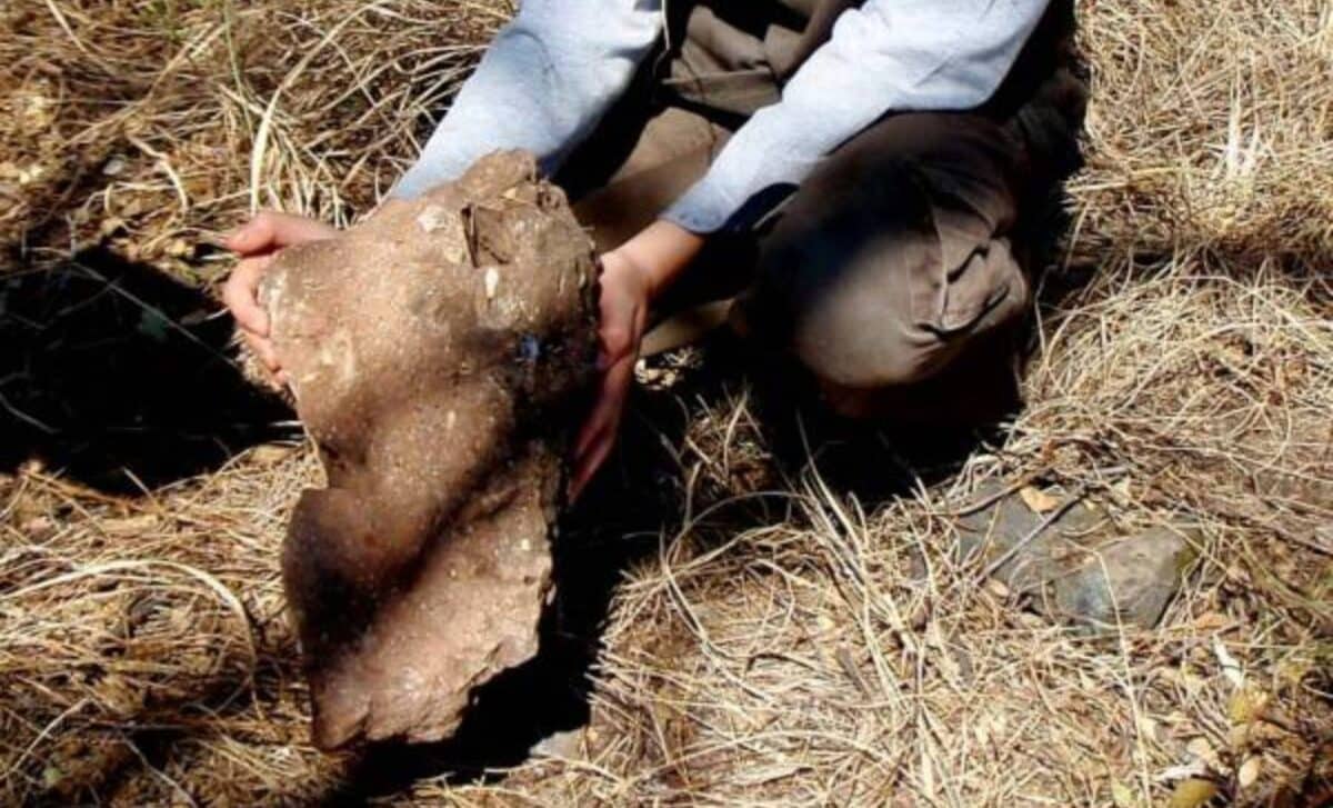  This Fossil Was Discovered by a 9-Year-Old Boy While Walking His Dog