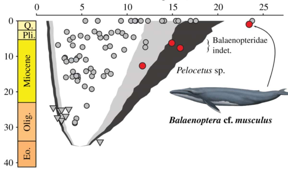 A Chart Illustrates How Baleen Whale Body Lengths Changed Over Time, With Red Circles Marking The Matera Whale And Three Additional Fossils Still Unexcavated In Peru.