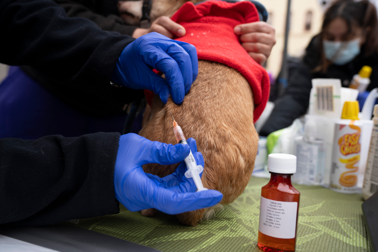  Parvo outbreak reported in Northglenn, contained to single home: police