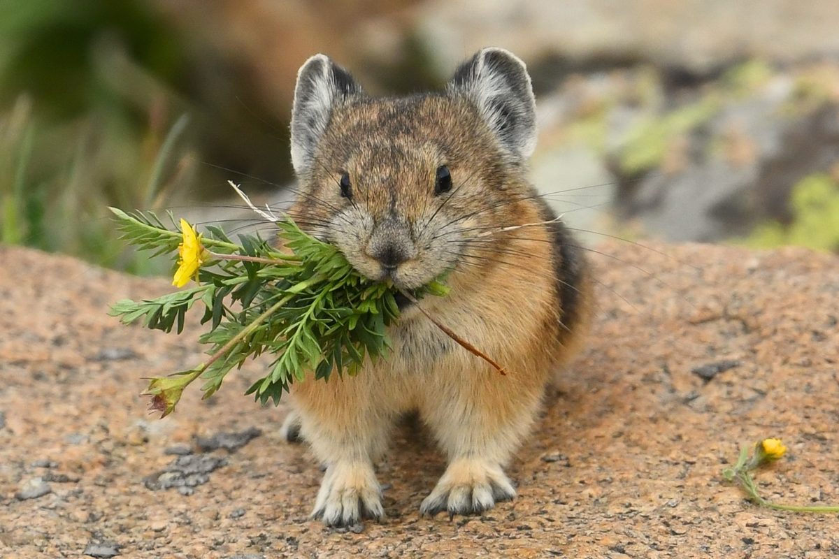  There’s an adorable animal in the Rockies that yells at hikers. Experts are worried its call may be fading