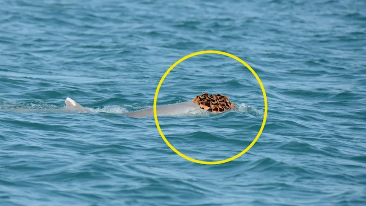  Dolphins Spotted Wearing Sea Sponge Hats to Try Woo The Ladies : ScienceAlert