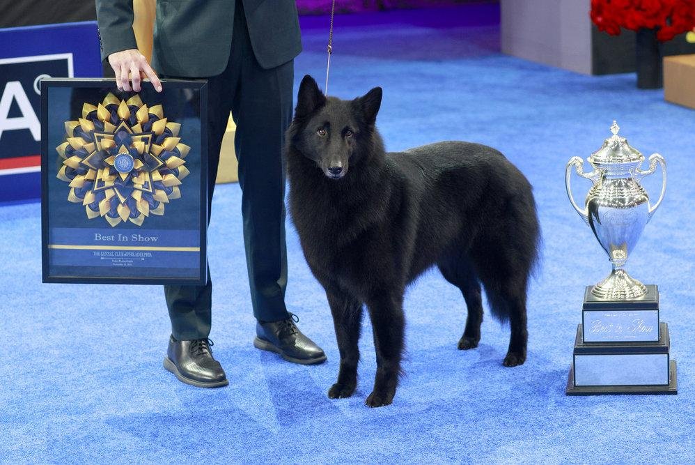  Belgian Sheepdog Soleil crowned the winner of the National Dog Show