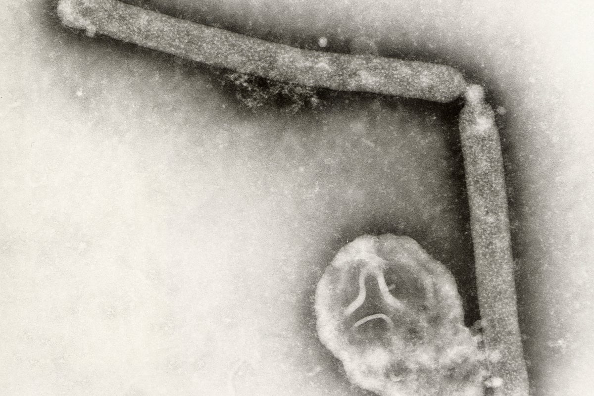  Washington man thought to be first to die from rare strain of bird flu