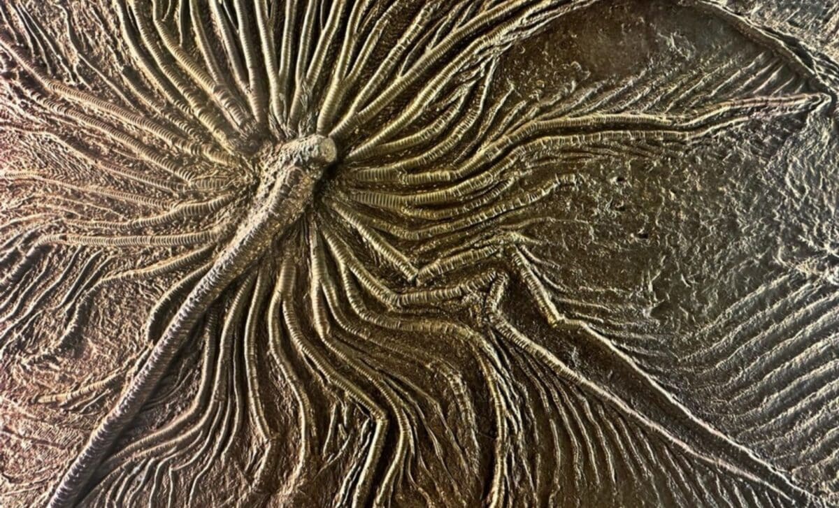  Coffee and Potatoes Survived the Dinosaur Apocalypse, Thanks to This Fossil!