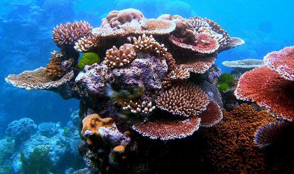  AI-Guided Robot Plants ‘Baby Corals’ Across the Great Barrier Reef