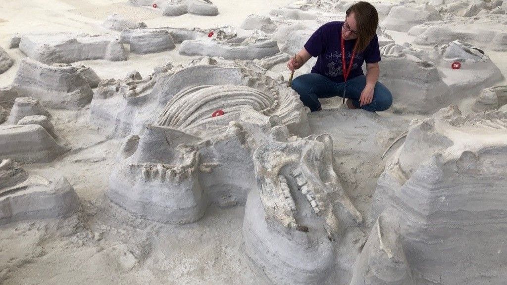  Large, bone-crushing dogs stalked ‘Rhino Pompeii’ after Yellowstone eruption 12 million years ago, ancient footprints reveal