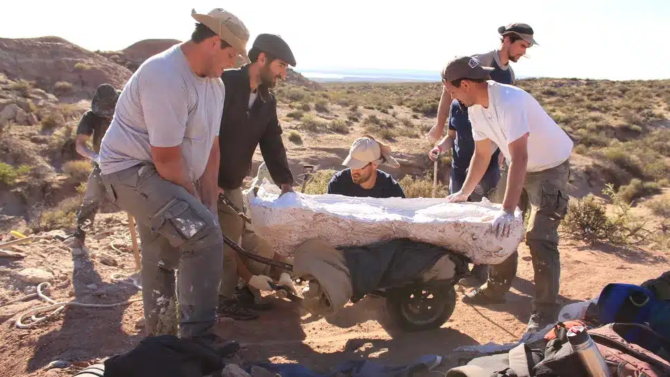 Excavators Lift A Colossal Chucarosaurus Diripienda Fossil, Securely Wrapped In A Protective Plaster Cast.