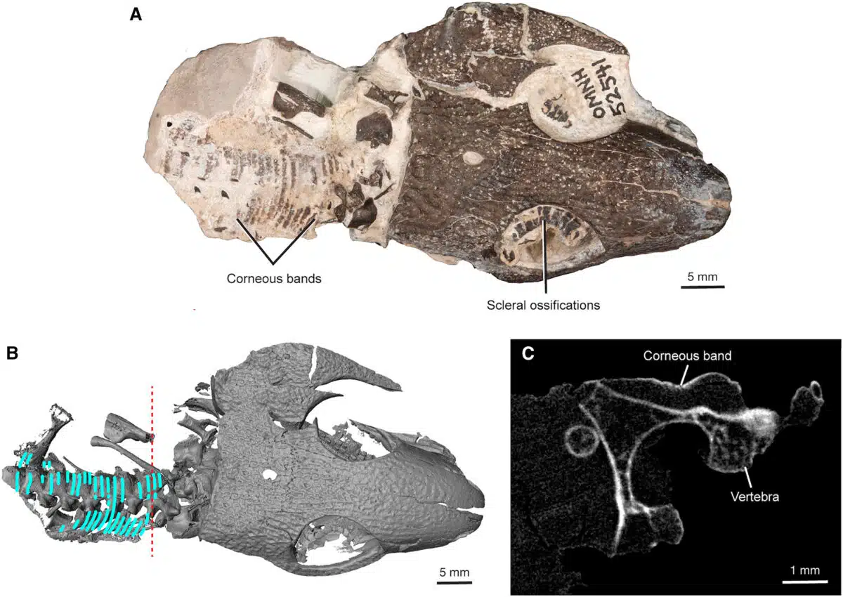 Fossil Showing (a) Corneous Bands And Scleral Ossifications, (b) 3d Reconstruction, And (c) Close Up Of Corneous Bands. Scale Bars 5 Mm (a, B), 1 Mm (c).
