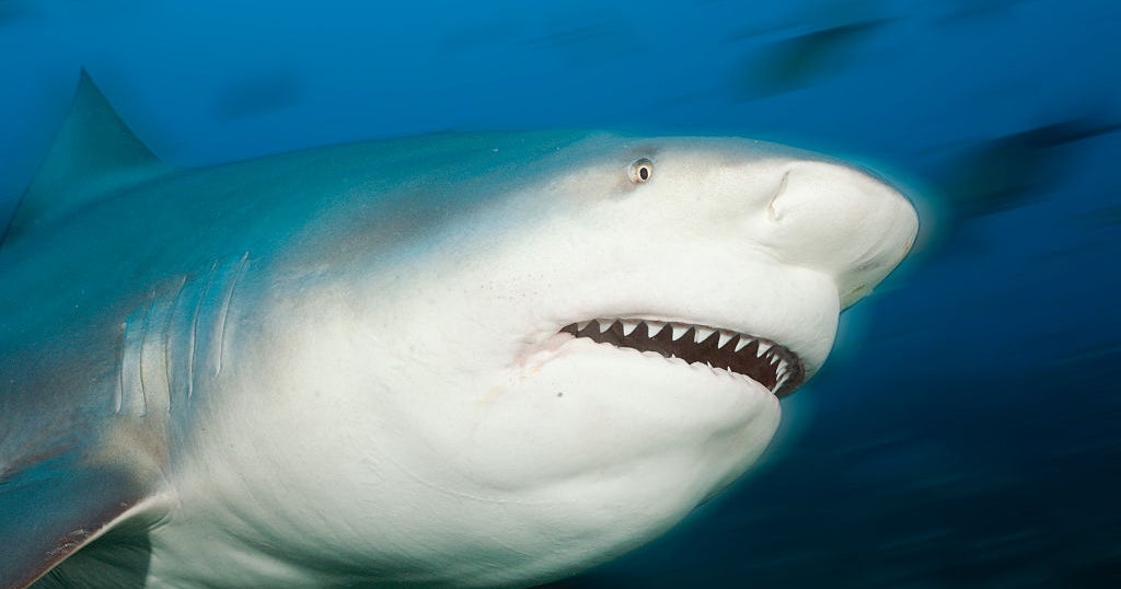  Shark kills woman, seriously injures man with her at beach in Australia