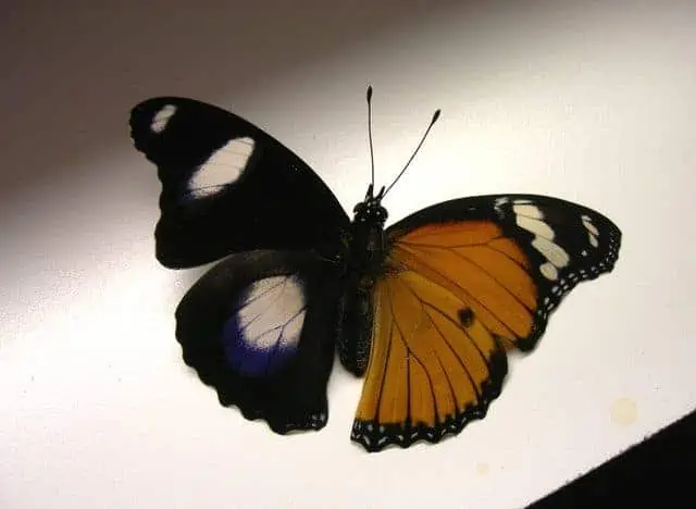Butterfly showing bilateral gynandromorphism coloration i.e. male and female coloration