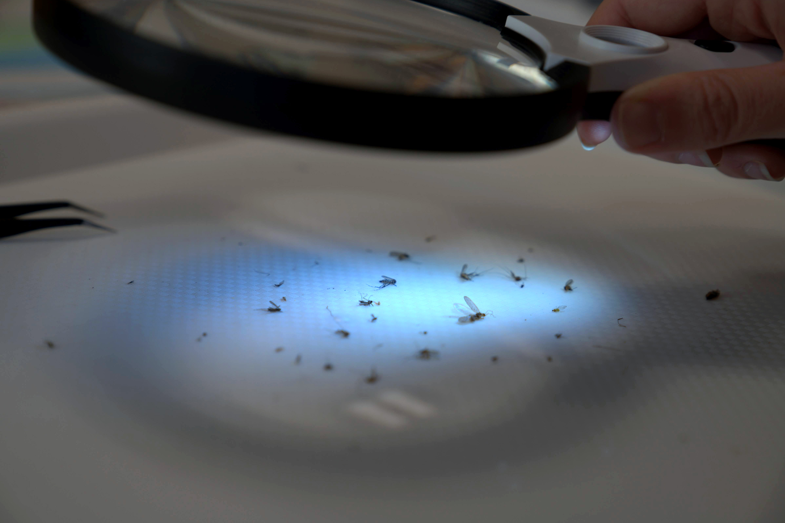 Various bugs collected from the Grand River Mosquito Control District’s trap, including an Aedes aegypti mosquito. Every trap is examined, and each invasive mosquito is counted.