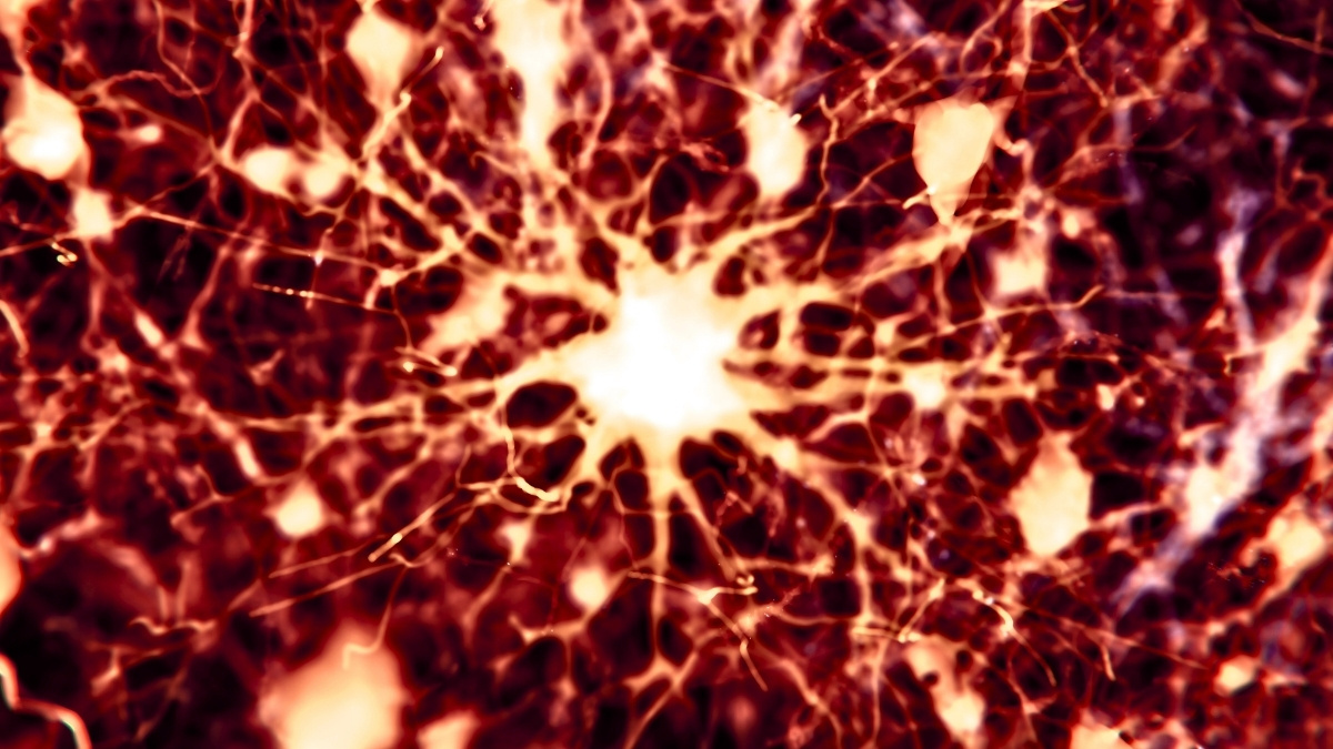  Scientists Found 2 Existing Drugs Can Reverse Alzheimer’s Brain Damage in Mice : ScienceAlert