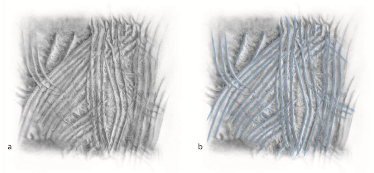 Illustration Of A Section Of Digital Tracings In Koonalda Cave A Showing Direction Of Finger Movements And B Finger Movements Highlighted