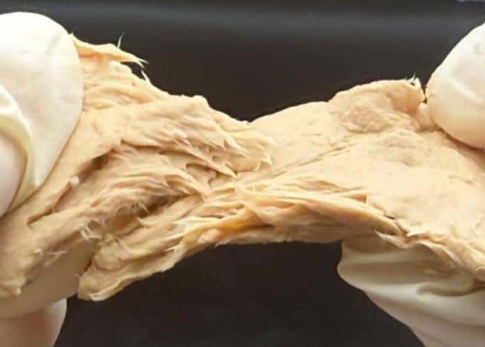  This “CRISPR Fungi” Is Sustainable, Packed with Protein and Could Become the Ultimate Superfood