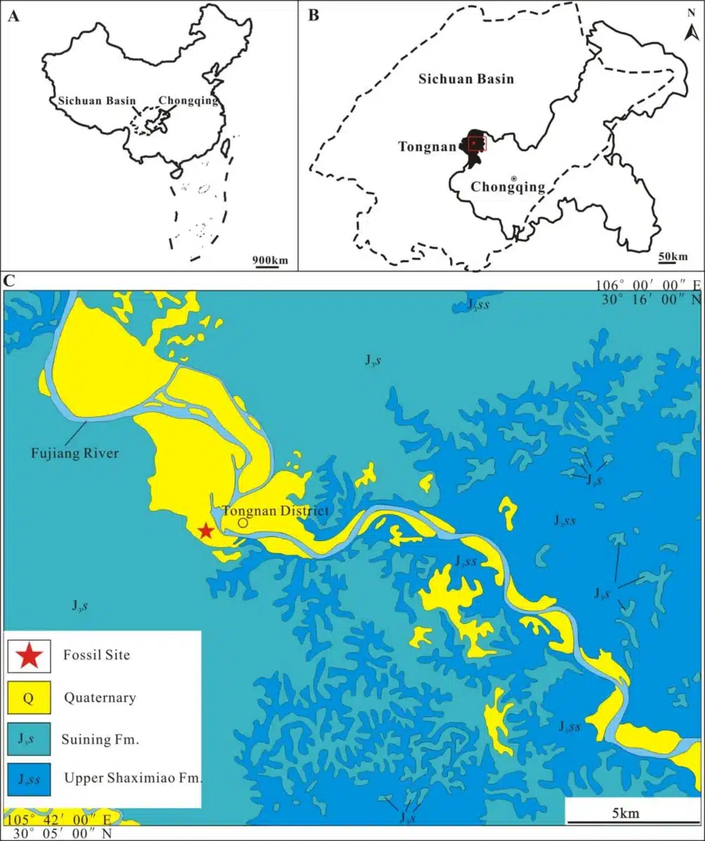 Maps Illustrating The Fossil Locality In Tongnan District, Sichuan Basin, China, With The Fossil Site Marked By A Star.
