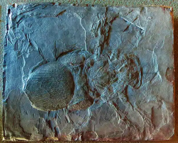 Megarachne Servinei Naturalis Scaled