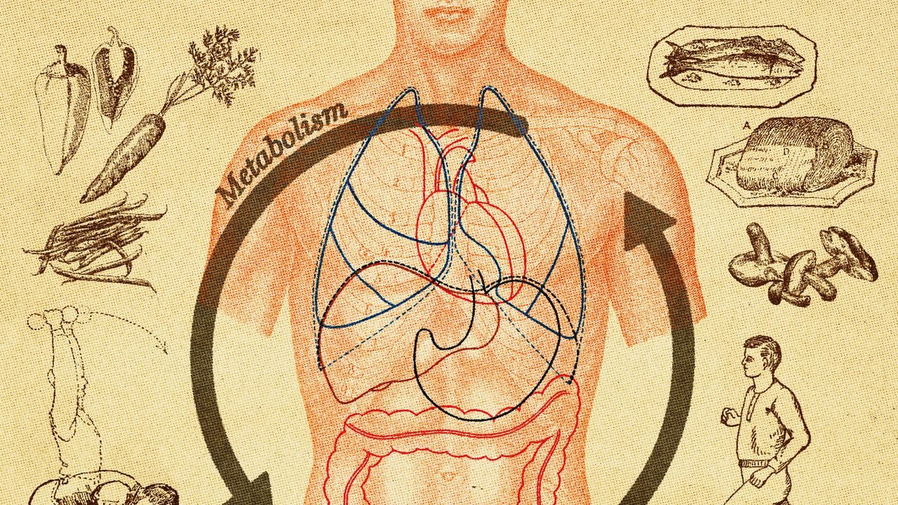  I Went on a Quest to Fix My Metabolism. Here’s What I Learned