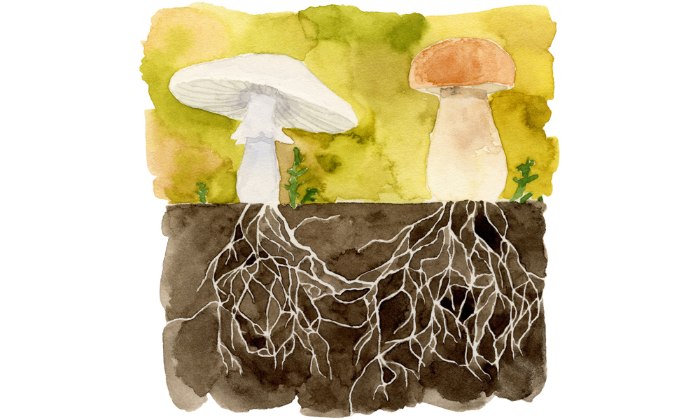  Dreams and Mycelium: Mapping the Endless Network of Existence