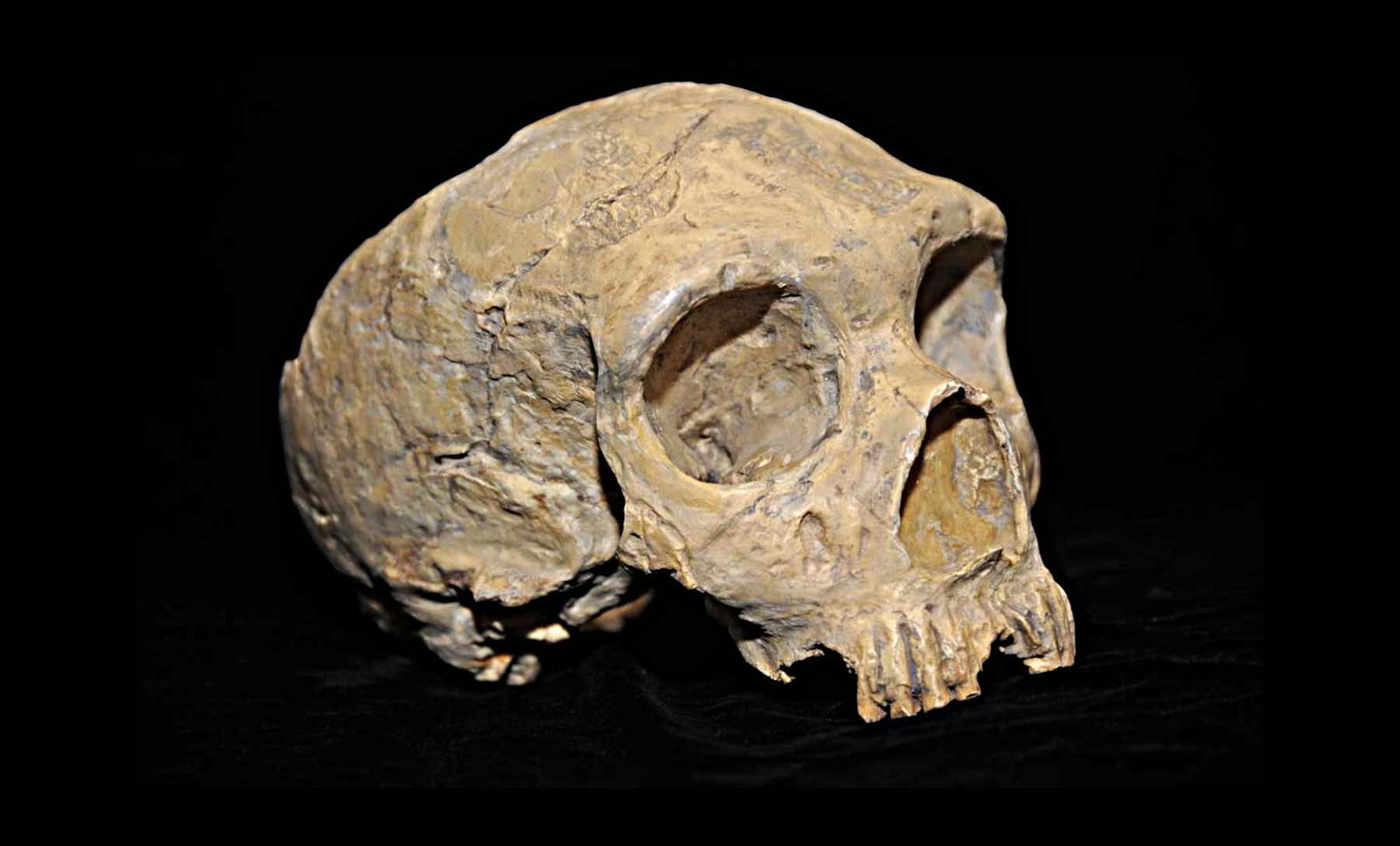  Neanderthals’ Disappearance May Not Have Been from Extinction, Controversial New Study Argues