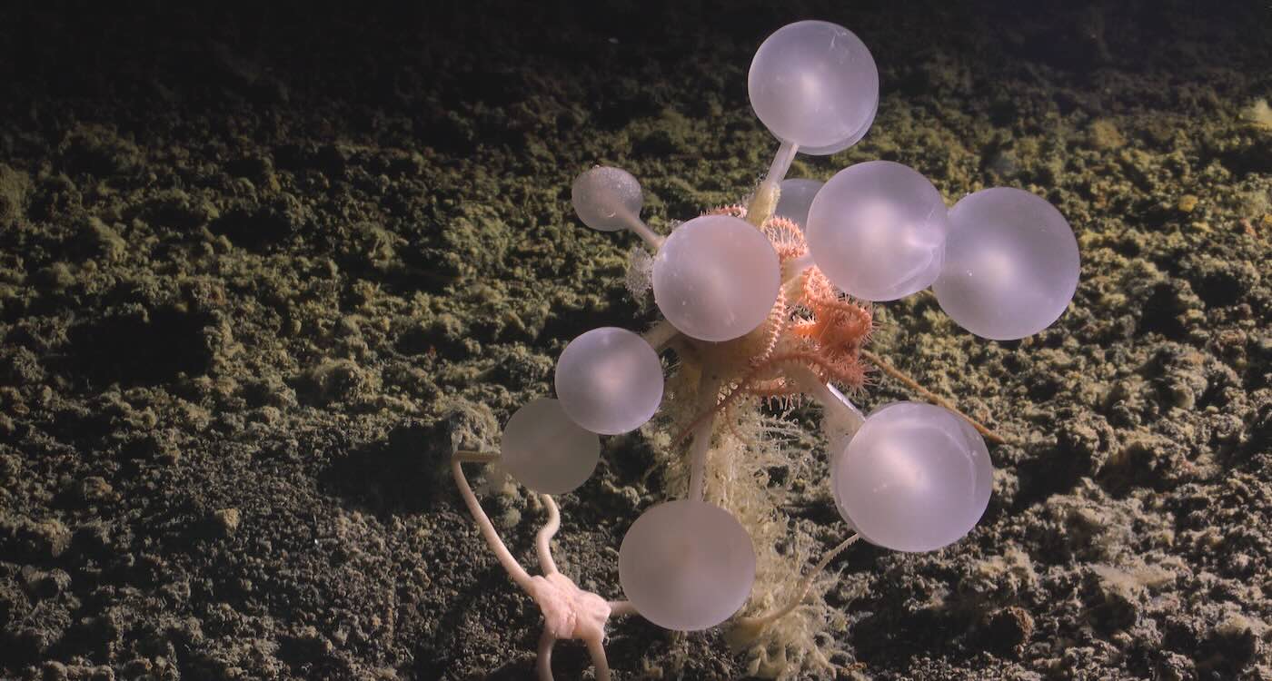  Bizarre Deep-Sea Creature – a ‘Death Ball’ Sponge – Discovered in One of the Most Remote Corners of the Planet